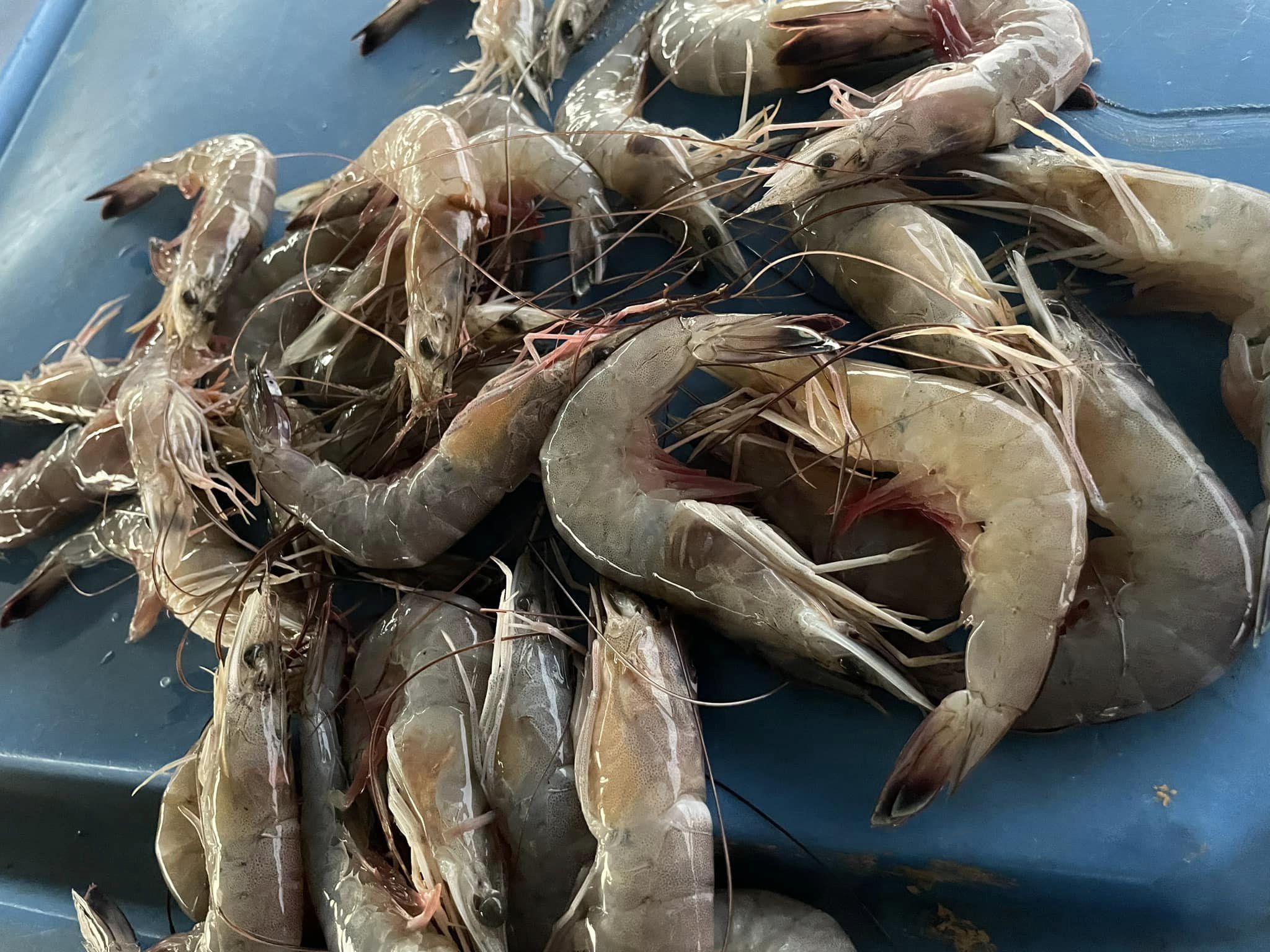 Shrimps